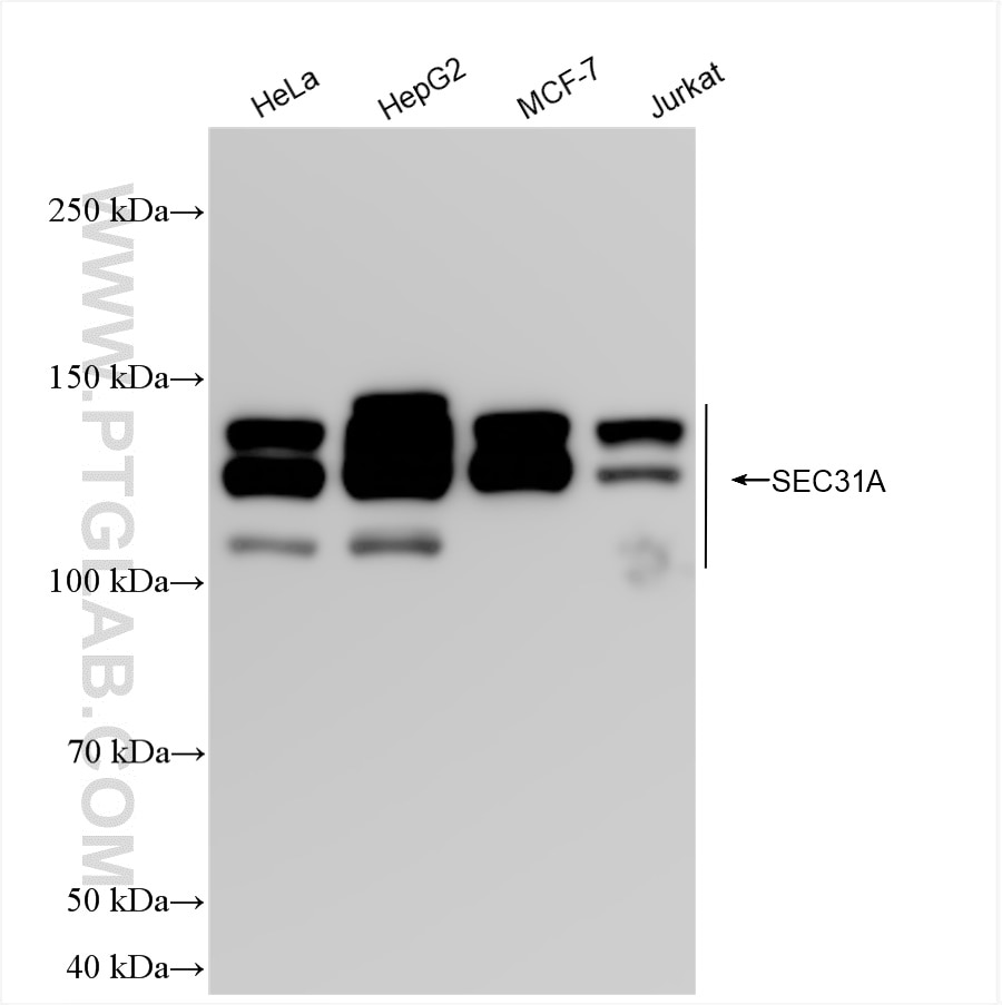 Western Blot (WB) analysis of various lysates using SEC31A Recombinant antibody (84942-4-RR)