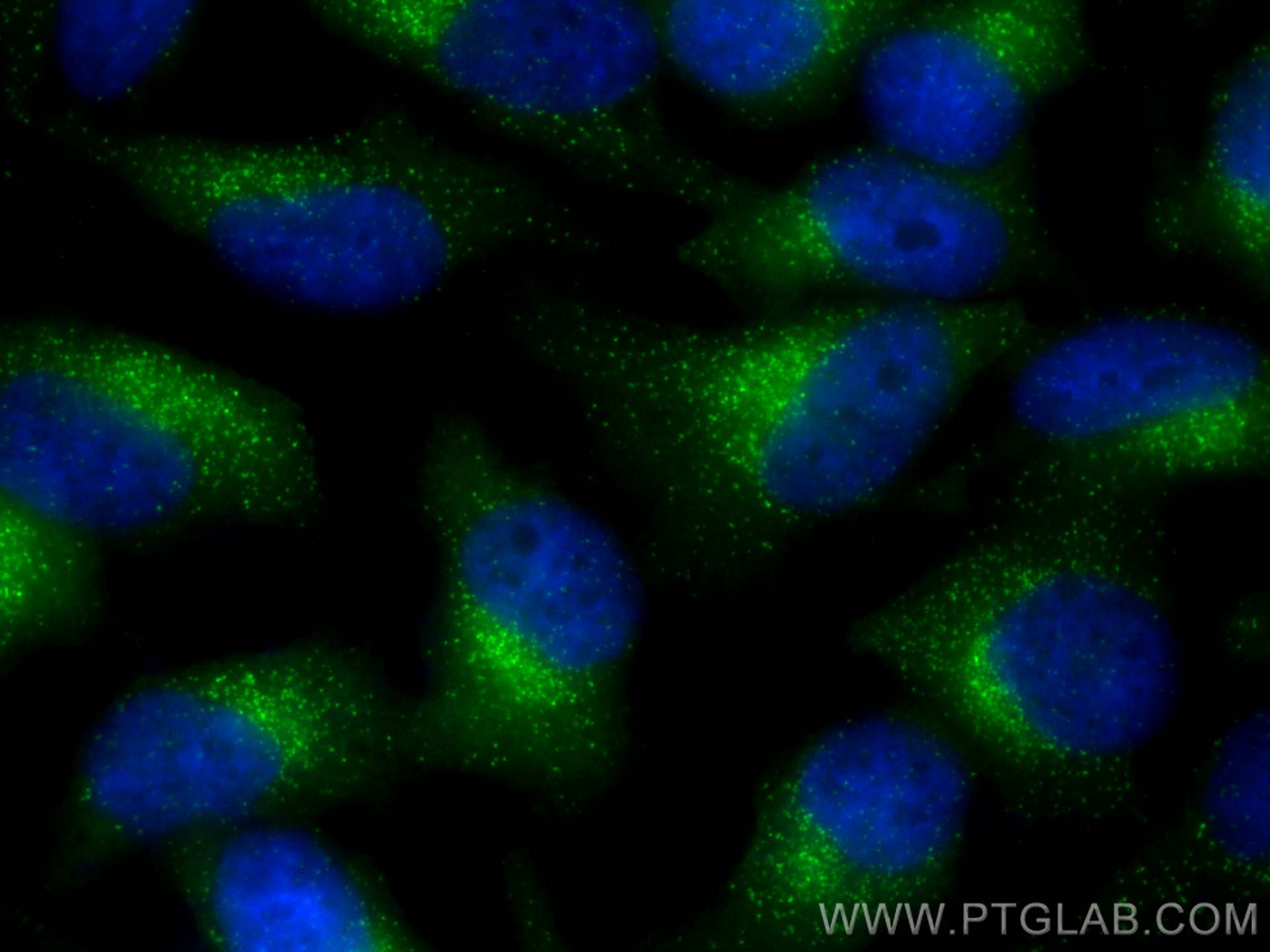 Immunofluorescence (IF) / fluorescent staining of HeLa cells using CoraLite® Plus 488-conjugated SEC31A Polyclonal an (CL488-17913)