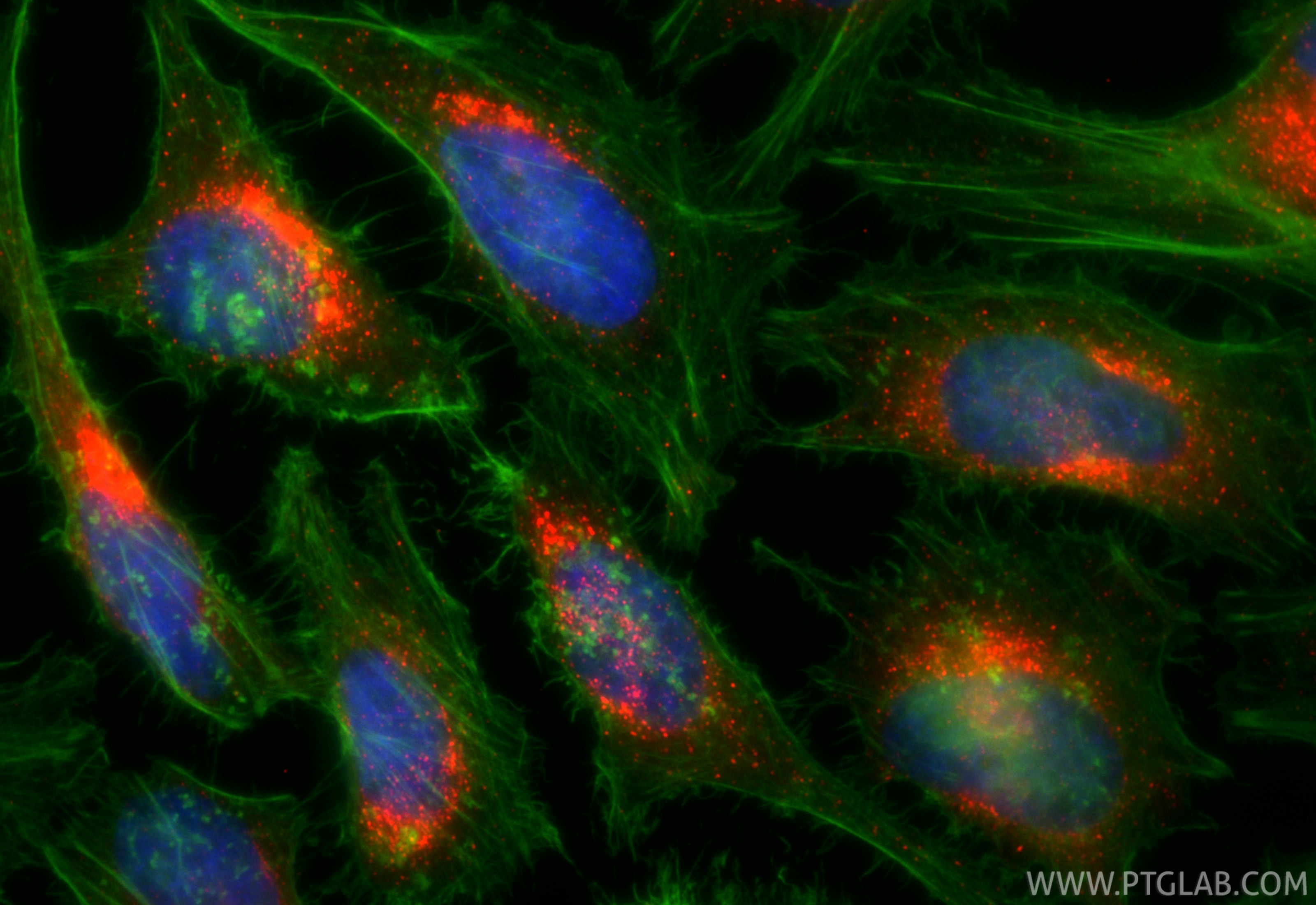 Immunofluorescence (IF) / fluorescent staining of HeLa cells using CoraLite®594-conjugated SEC31A Recombinant antibod (CL594-84942-4)