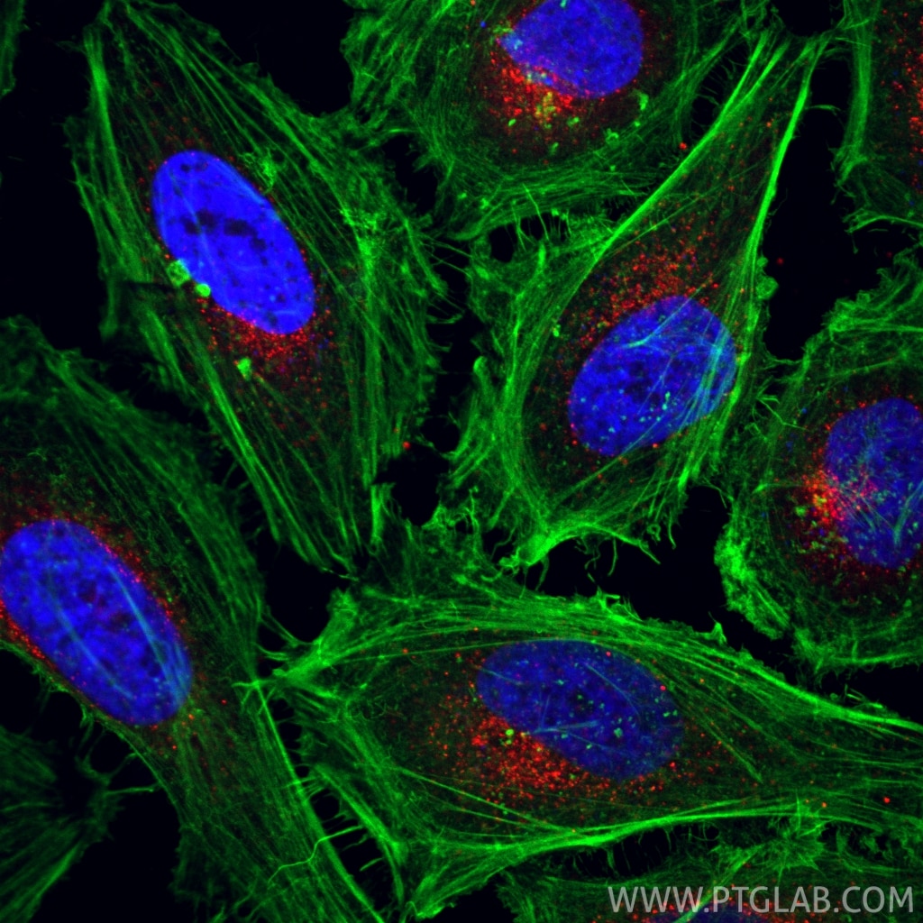 Immunofluorescence (IF) / fluorescent staining of HeLa cells using CoraLite®594-conjugated SEC31A Recombinant monoclo (CL594-84942-4)