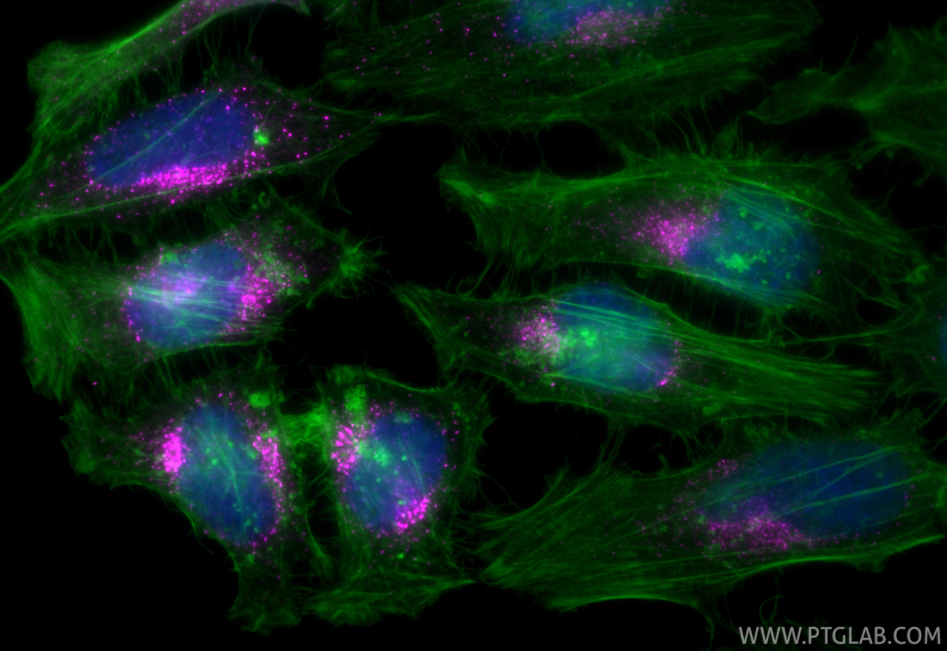 Immunofluorescence (IF) / fluorescent staining of HeLa cells using CoraLite® Plus 647-conjugated SEC31A Recombinant a (CL647-84942-4)