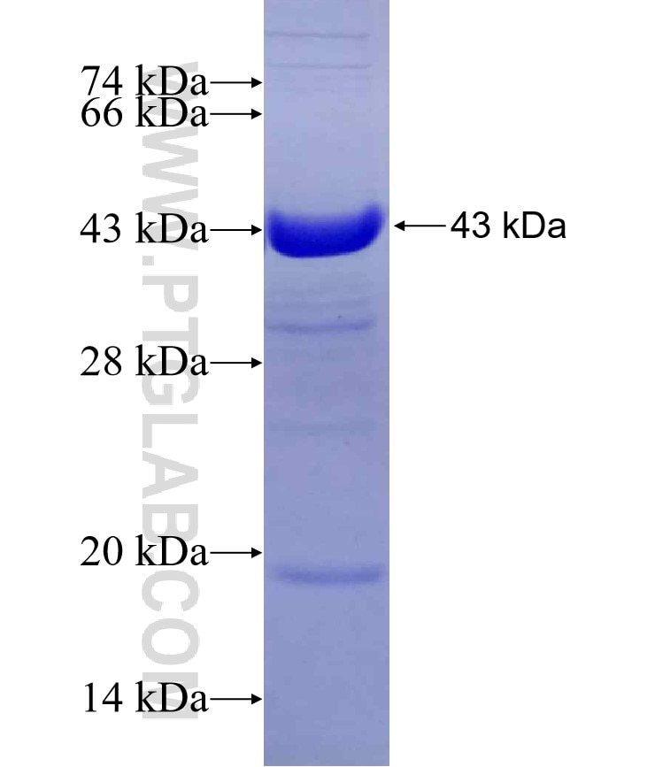 SEC31A fusion protein Ag12231 SDS-PAGE