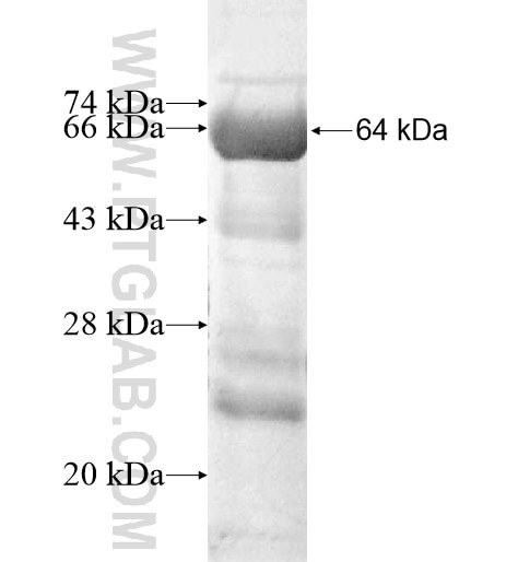 SEC31A fusion protein Ag12314 SDS-PAGE