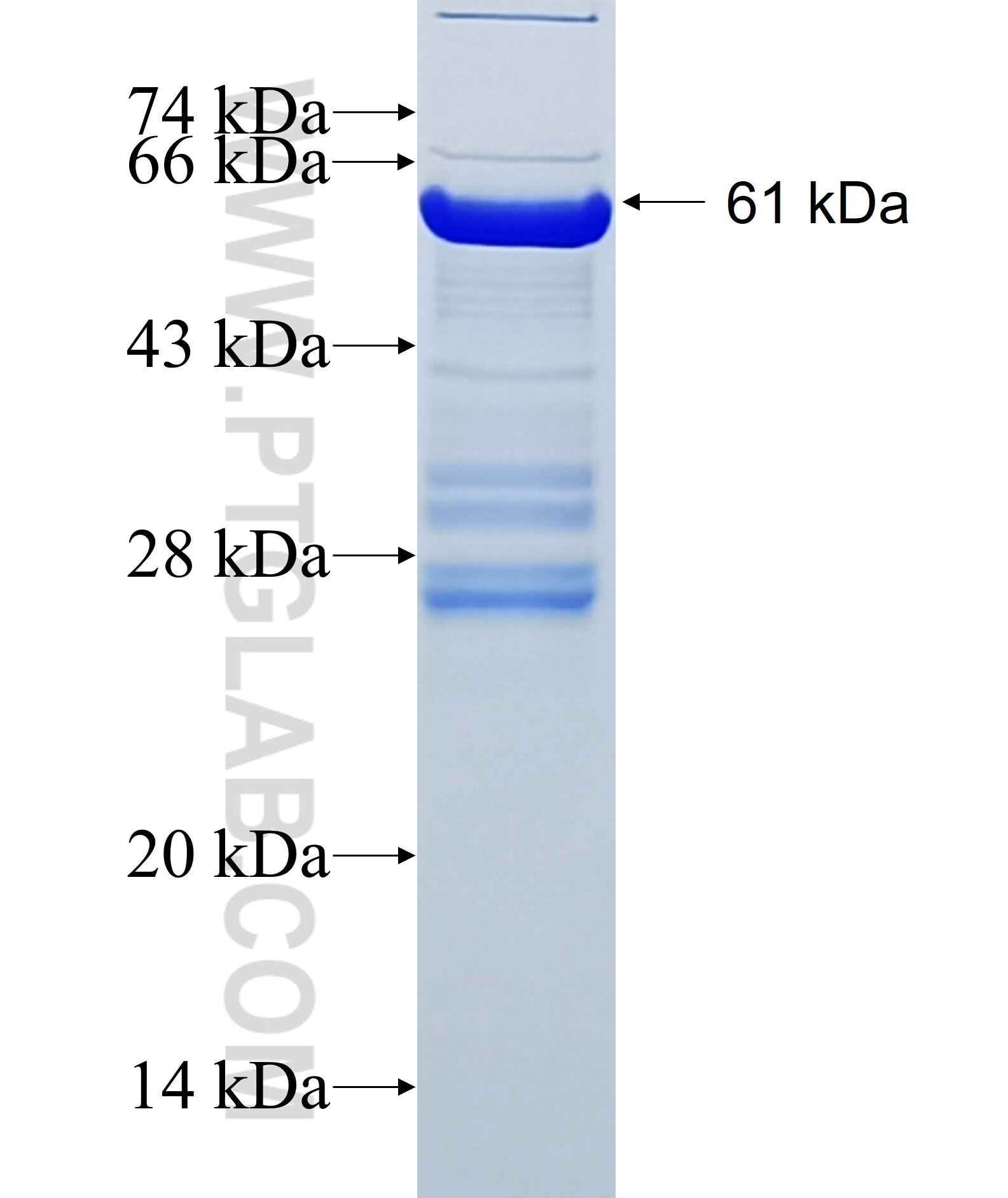 SEC31A fusion protein Ag12314 SDS-PAGE