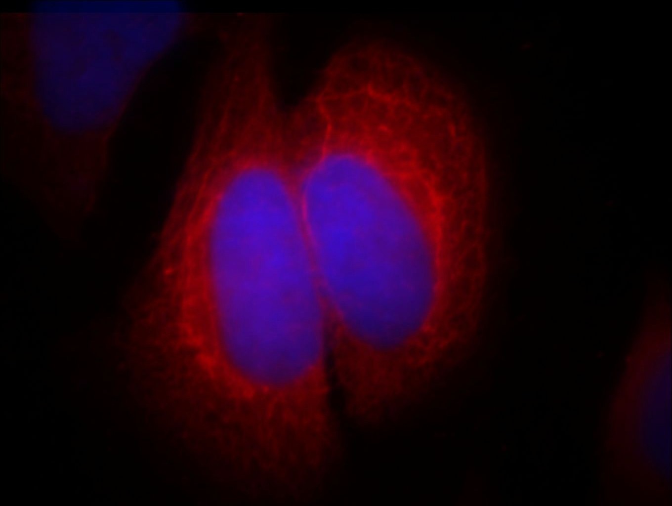 SEC5/EXOC2 Monoclonal antibody