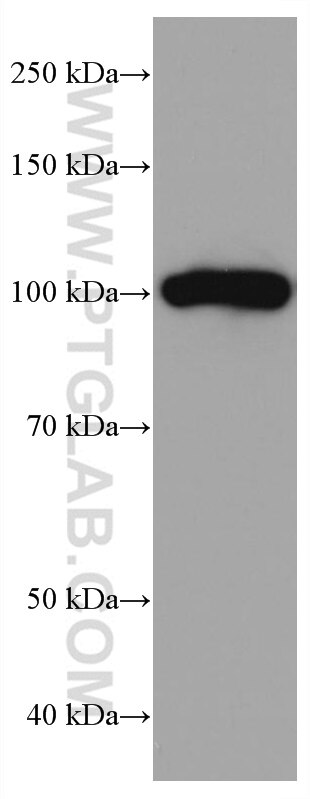 Western Blot (WB) analysis of pig brain tissue using SEC5/EXOC2 Monoclonal antibody (66011-1-Ig)