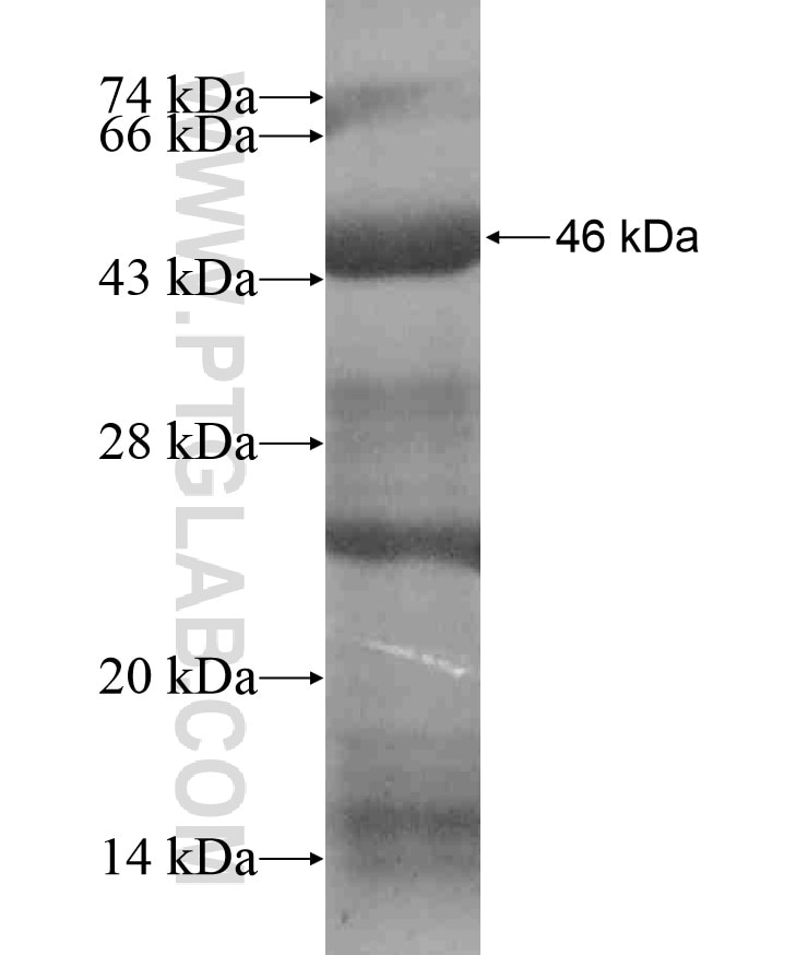 SEC5 fusion protein Ag17866 SDS-PAGE