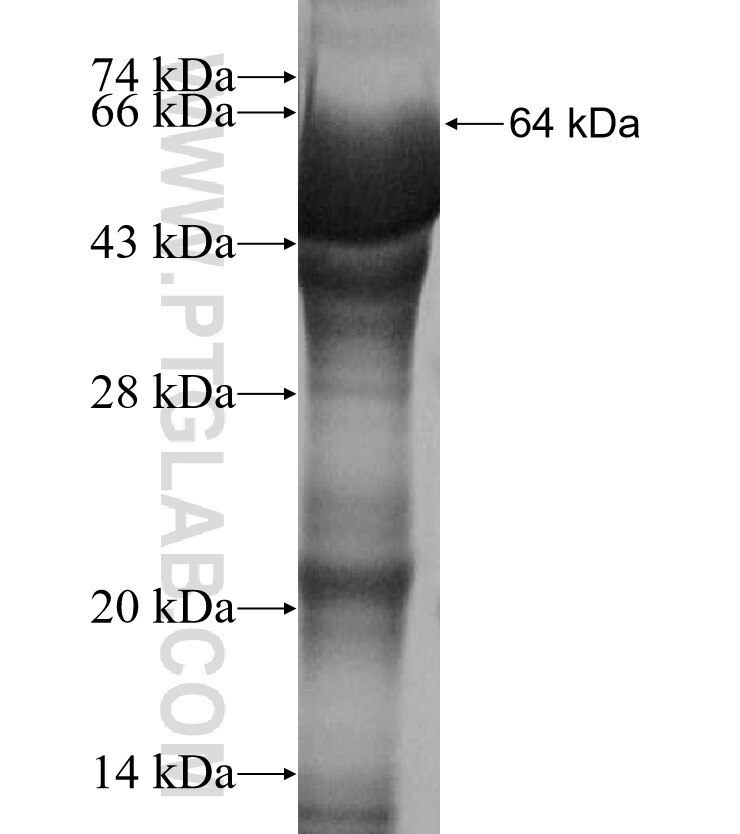 SEC5 fusion protein Ag3147 SDS-PAGE