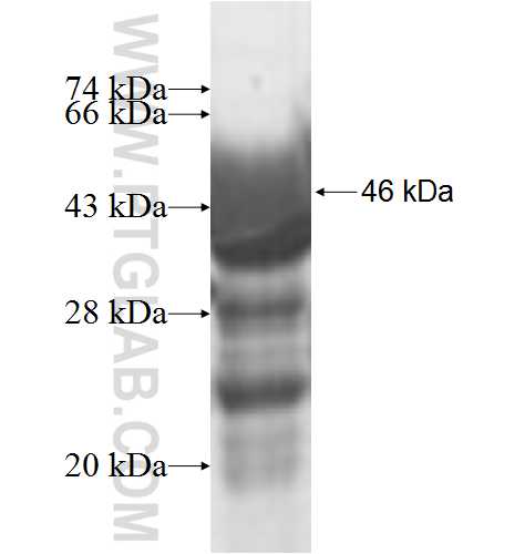 SEC6 fusion protein Ag6804 SDS-PAGE