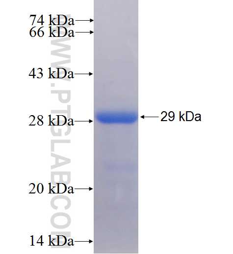 SEC61A1 fusion protein Ag7478 SDS-PAGE