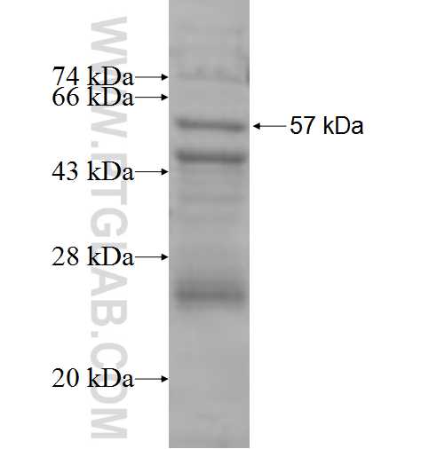 SEC61A1 fusion protein Ag7693 SDS-PAGE