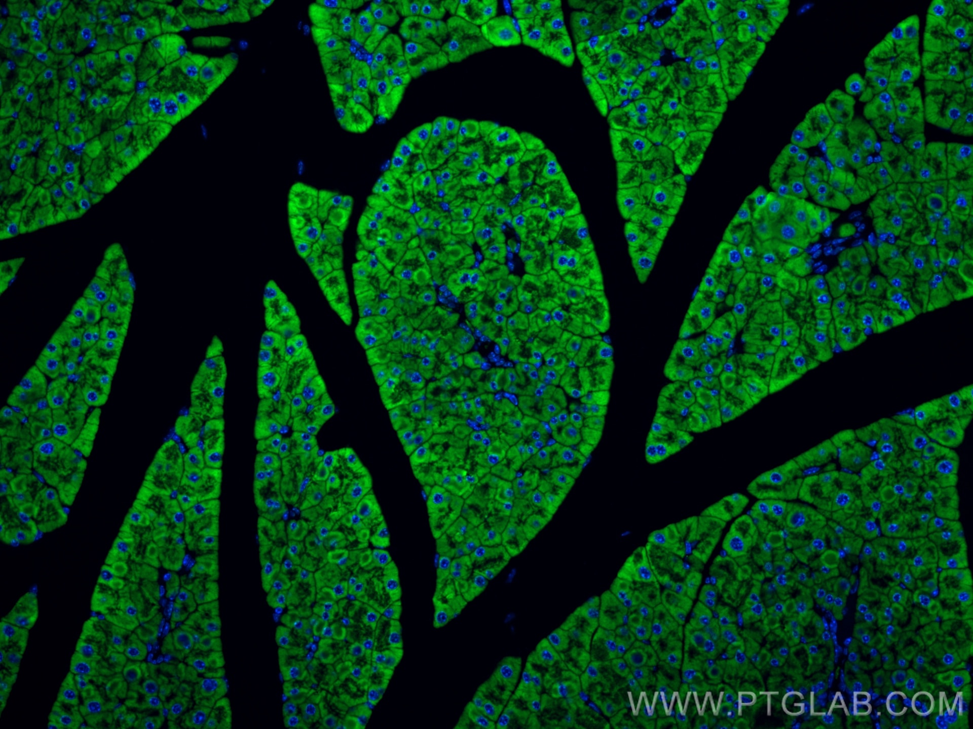 Immunofluorescence (IF) / fluorescent staining of mouse pancreas tissue using SEC61B Polyclonal antibody (15087-1-AP)