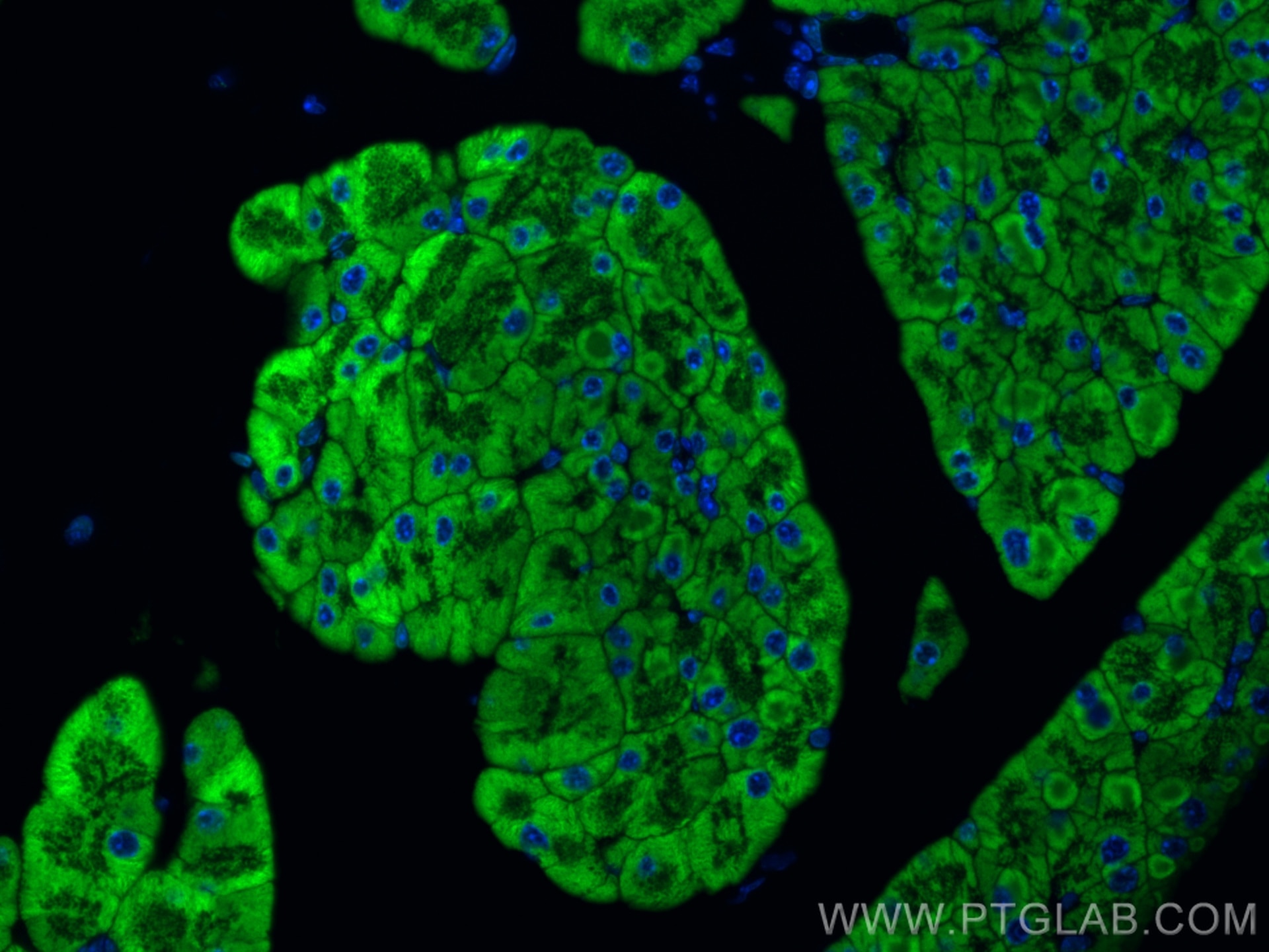 Immunofluorescence (IF) / fluorescent staining of mouse pancreas tissue using SEC61B Polyclonal antibody (15087-1-AP)