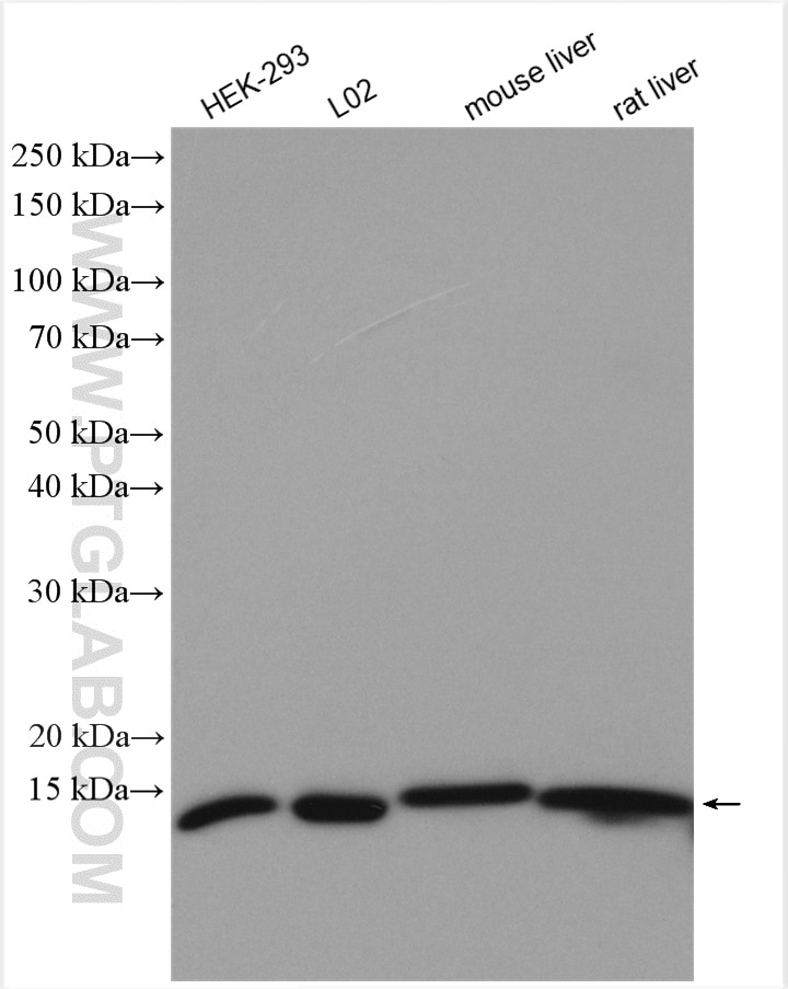 Western Blot (WB) analysis of various lysates using SEC61B Polyclonal antibody (15087-1-AP)