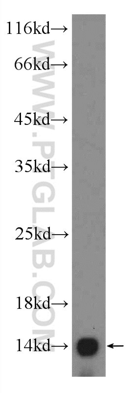 Western Blot (WB) analysis of HepG2 cells using SEC61B Polyclonal antibody (15087-1-AP)