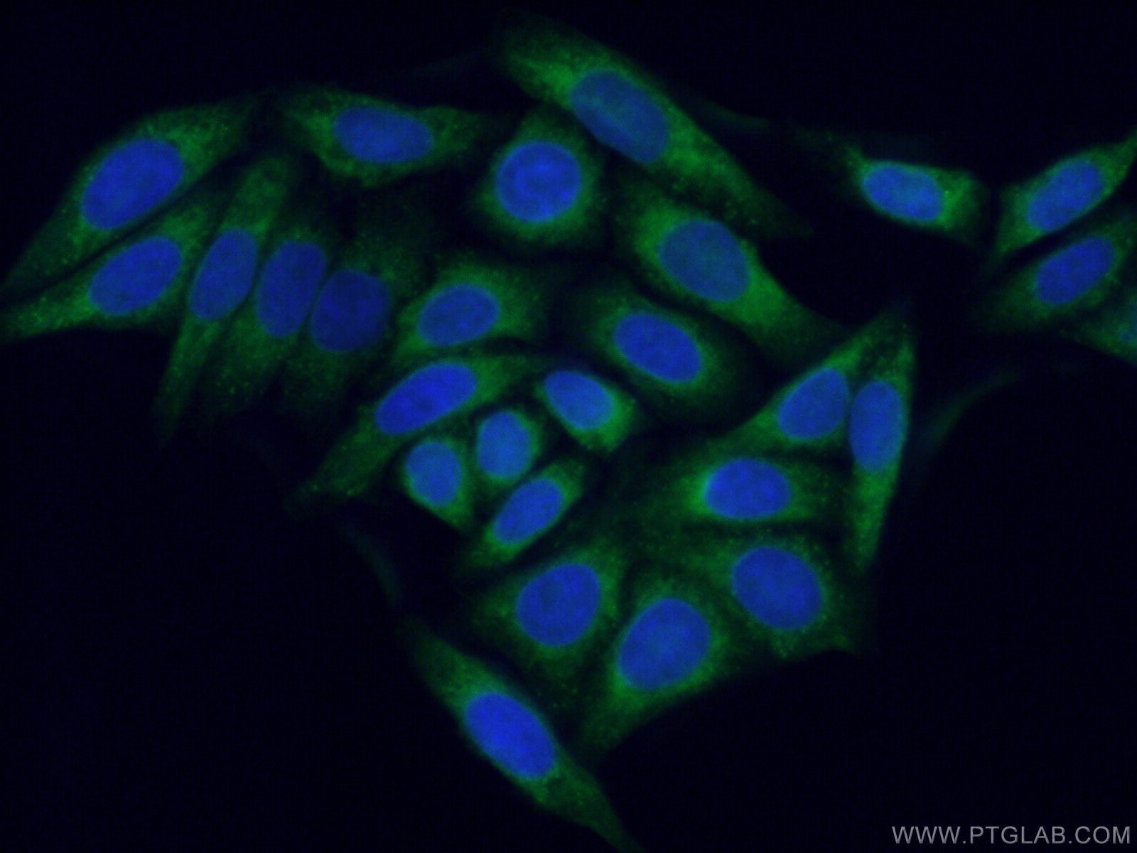 Immunofluorescence (IF) / fluorescent staining of HepG2 cells using SEC61B Polyclonal antibody (51020-2-AP)