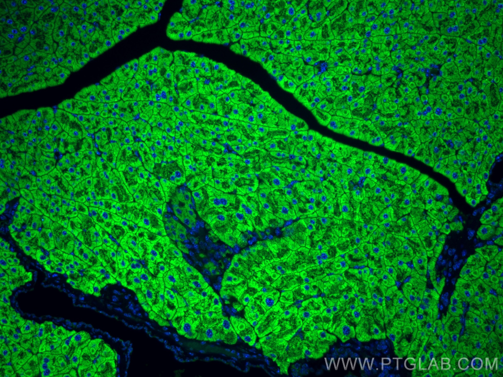 Immunofluorescence (IF) / fluorescent staining of mouse pancreas tissue using SEC61B Polyclonal antibody (51020-2-AP)