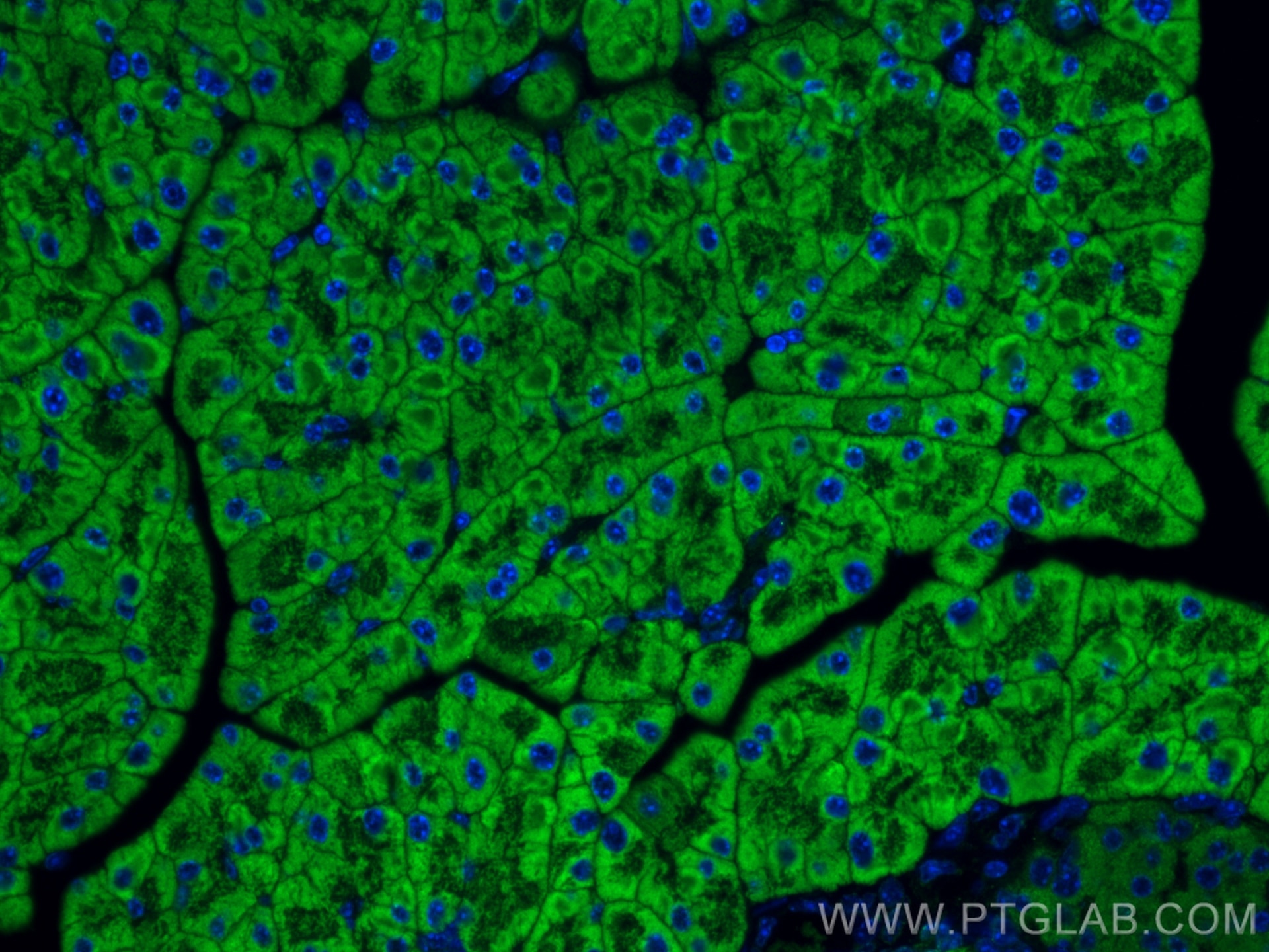 Immunofluorescence (IF) / fluorescent staining of mouse pancreas tissue using SEC61B Polyclonal antibody (51020-2-AP)