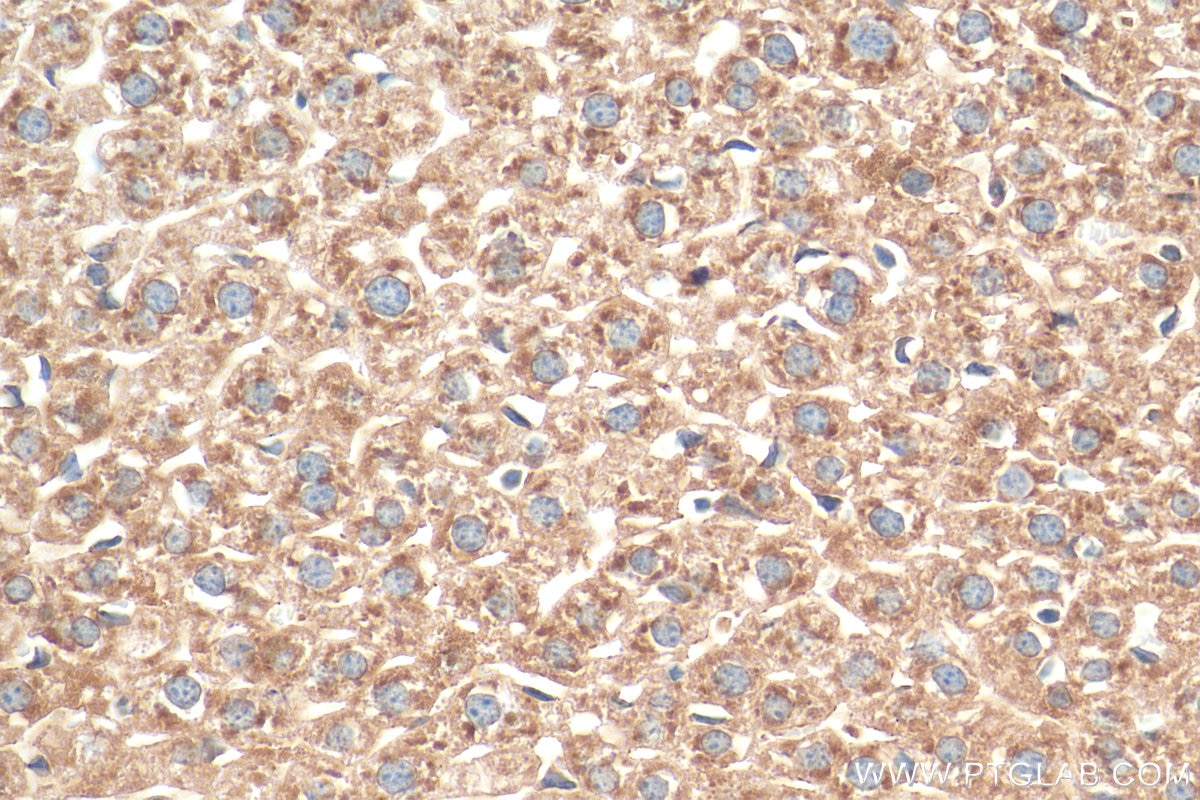 Immunohistochemistry (IHC) staining of mouse liver tissue using SEC61B Polyclonal antibody (51020-2-AP)