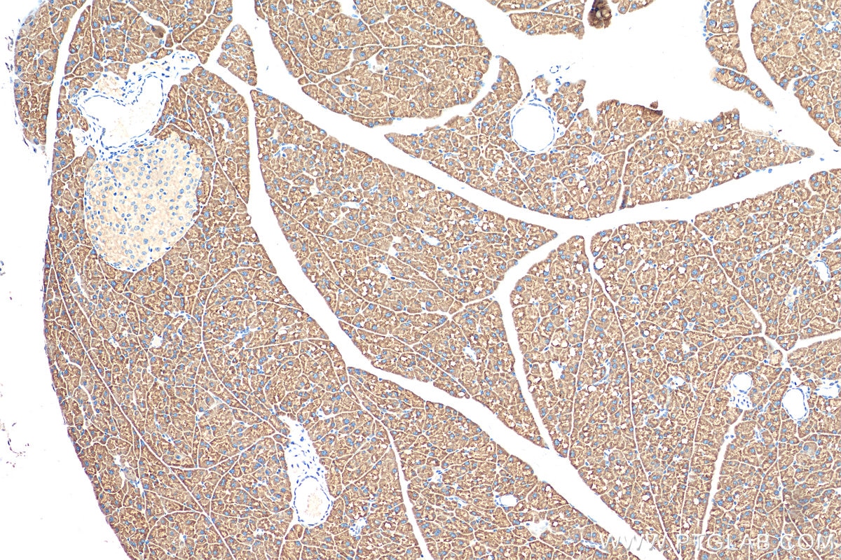 Immunohistochemistry (IHC) staining of mouse pancreas tissue using SEC61B Polyclonal antibody (51020-2-AP)