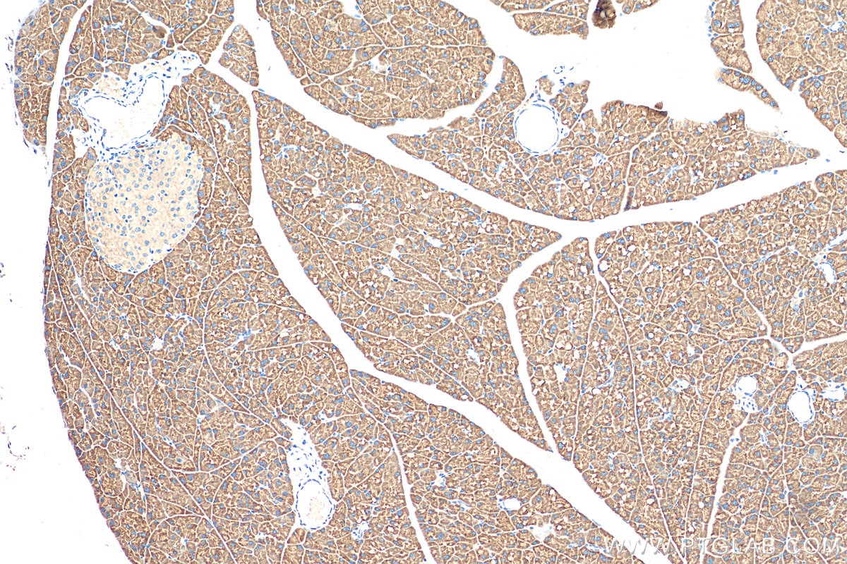 IHC staining of mouse pancreas using 51020-2-AP