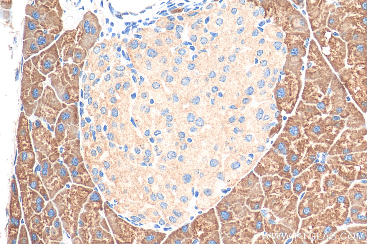 IHC staining of mouse pancreas using 51020-2-AP