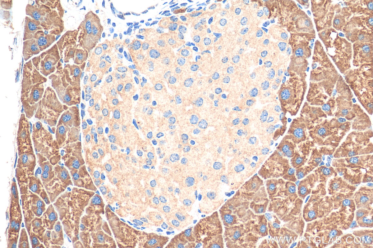 Immunohistochemistry (IHC) staining of mouse pancreas tissue using SEC61B Polyclonal antibody (51020-2-AP)