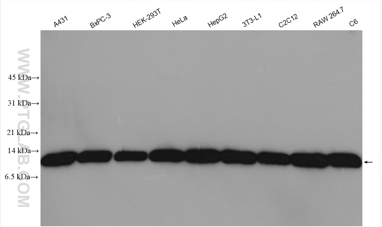Western Blot (WB) analysis of various lysates using SEC61B Polyclonal antibody (51020-2-AP)