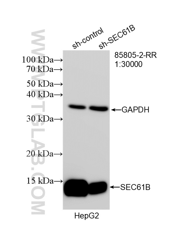 Western Blot (WB) analysis of HepG2 cells using SEC61B Recombinant monoclonal antibody (85805-2-RR)