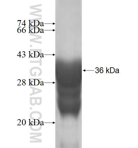 SEC61B fusion protein Ag7169 SDS-PAGE
