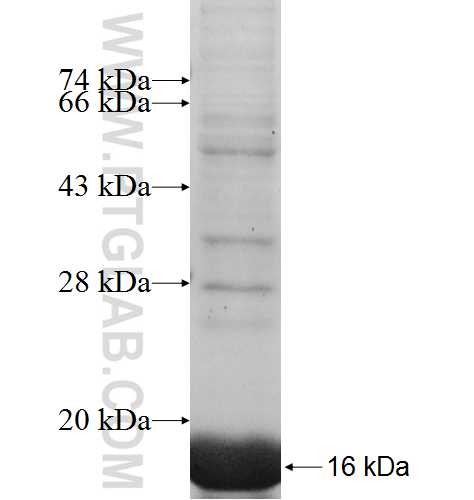 SEC61B fusion protein Ag7217 SDS-PAGE