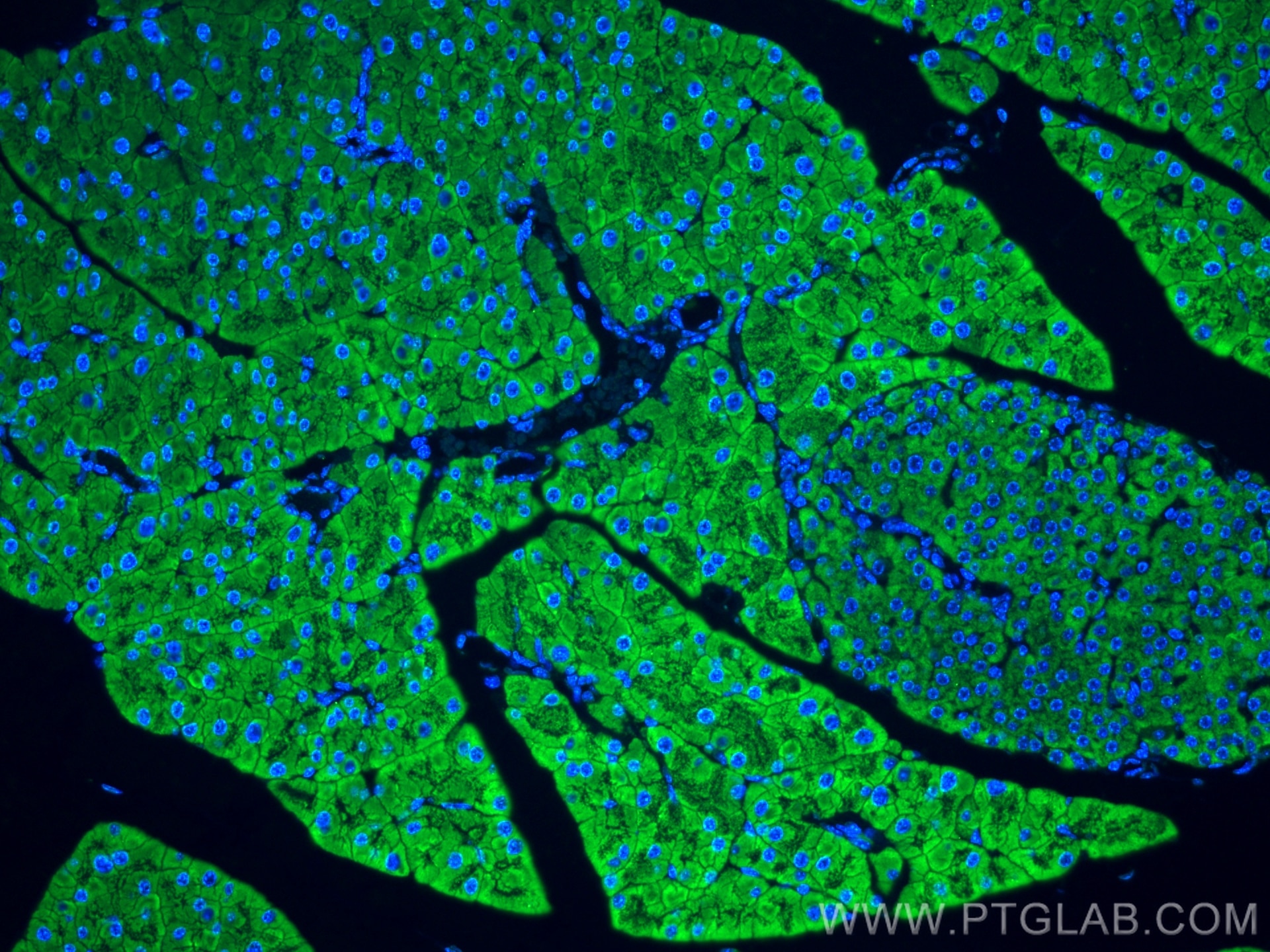 Immunofluorescence (IF) / fluorescent staining of mouse pancreas tissue using SEC61B-Specific Polyclonal antibody (14846-1-AP)