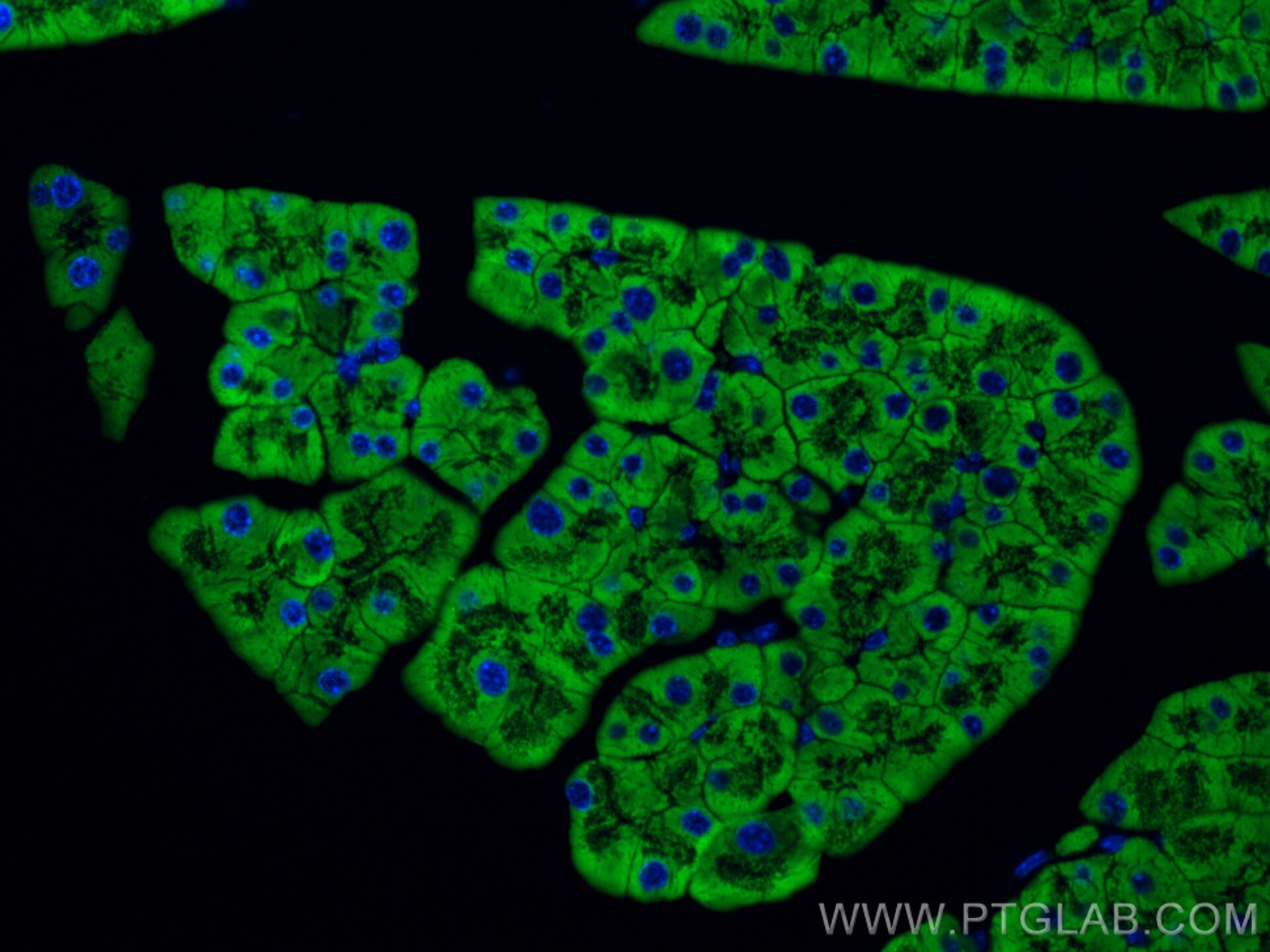 Immunofluorescence (IF) / fluorescent staining of mouse pancreas tissue using SEC61B-Specific Polyclonal antibody (14846-1-AP)