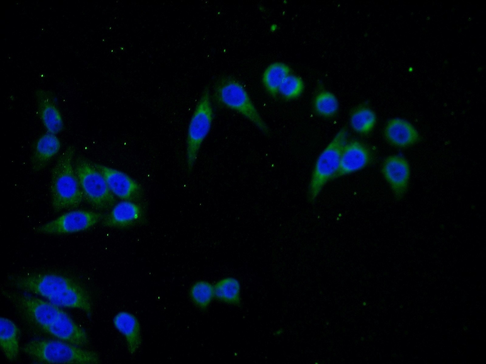 SEC61B-Specific Polyclonal antibody