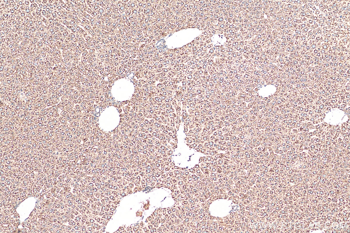 Immunohistochemistry (IHC) staining of mouse liver tissue using SEC61B-Specific Polyclonal antibody (14846-1-AP)