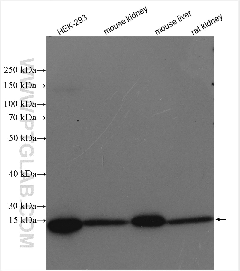 Western Blot (WB) analysis of various lysates using SEC61B-Specific Polyclonal antibody (14846-1-AP)