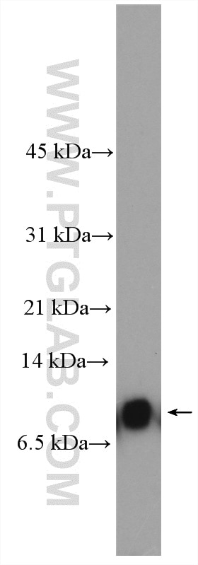 Western Blot (WB) analysis of DC2.4 cells using SEC61G Polyclonal antibody (11147-2-AP)