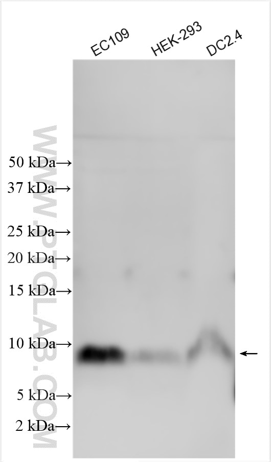 Western Blot (WB) analysis of various lysates using SEC61G Polyclonal antibody (11147-2-AP)