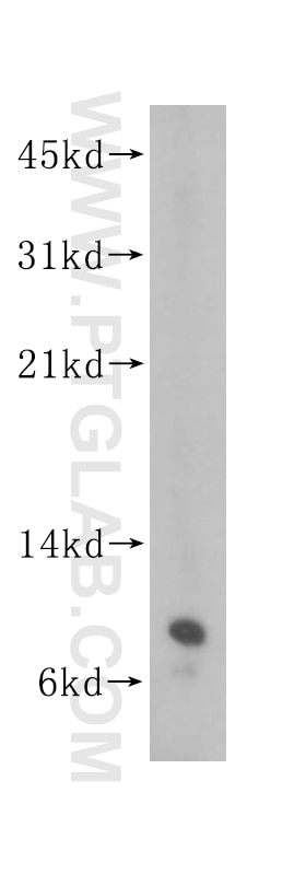 Western Blot (WB) analysis of HEK-293 cells using SEC61G Polyclonal antibody (11147-2-AP)