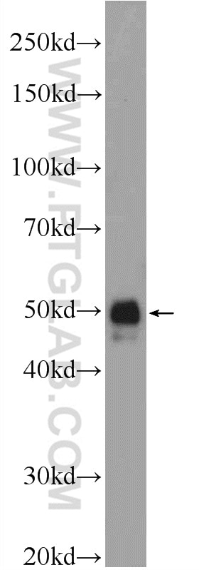 Western Blot (WB) analysis of mouse liver tissue using SEC61 Alpha Polyclonal antibody (24935-1-AP)