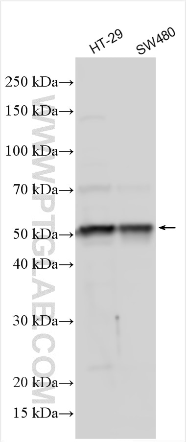Western Blot (WB) analysis of various lysates using SEC62 Polyclonal antibody (28693-1-AP)