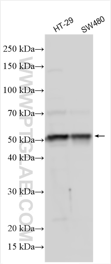 WB analysis using 28693-1-AP