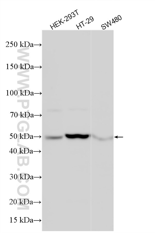 Western Blot (WB) analysis of various lysates using SEC62 Polyclonal antibody (28693-1-AP)