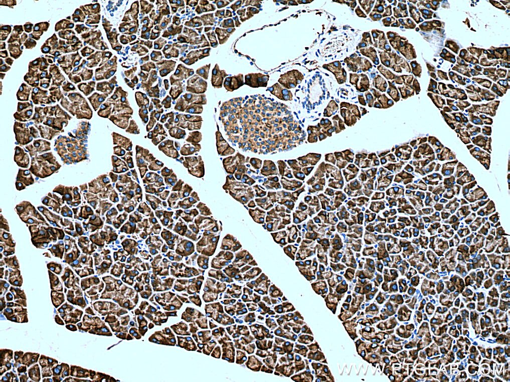 Immunohistochemistry (IHC) staining of mouse pancreas tissue using SEC63 Polyclonal antibody (28665-1-AP)