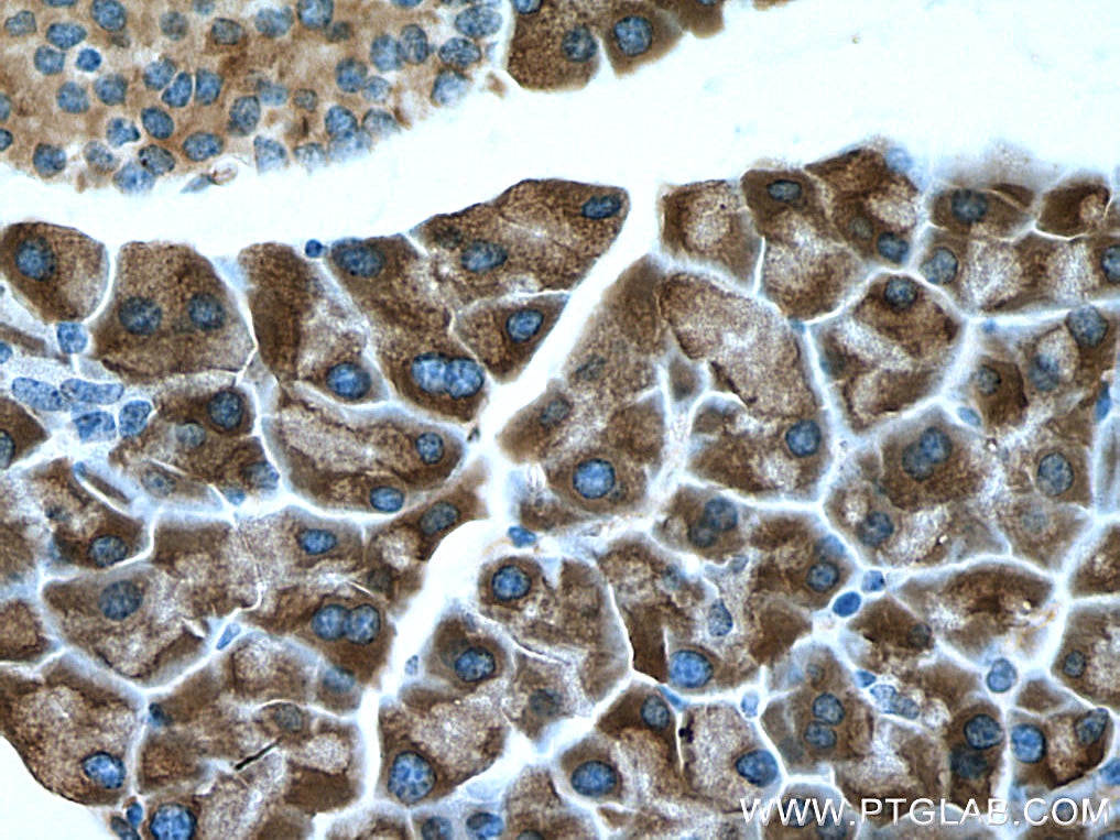 Immunohistochemistry (IHC) staining of mouse pancreas tissue using SEC63 Polyclonal antibody (28665-1-AP)