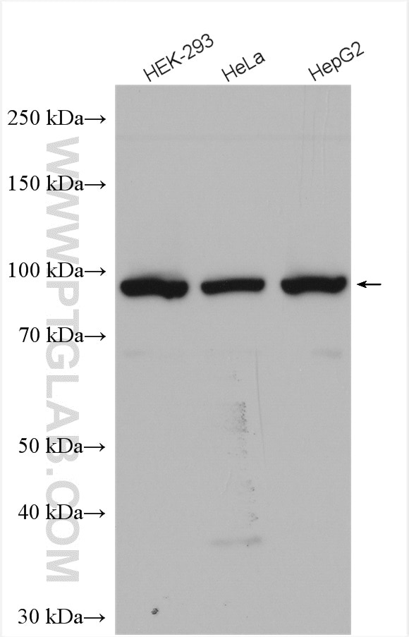 Western Blot (WB) analysis of various lysates using SEC63 Polyclonal antibody (28665-1-AP)