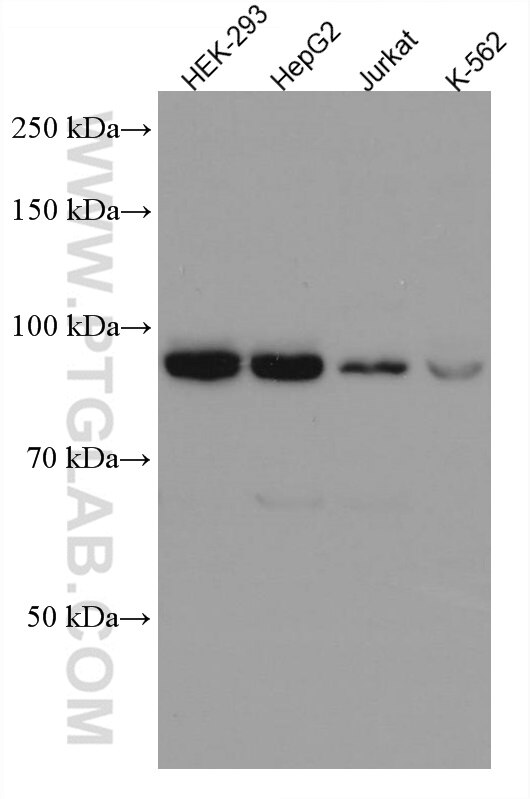 Western Blot (WB) analysis of various lysates using SEC63 Monoclonal antibody (67352-1-Ig)