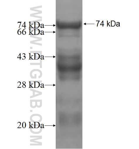 SEC63 fusion protein Ag5021 SDS-PAGE