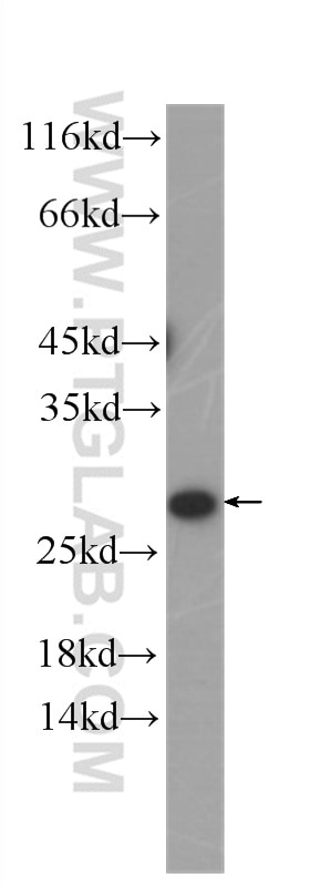 SECTM1 Monoclonal antibody