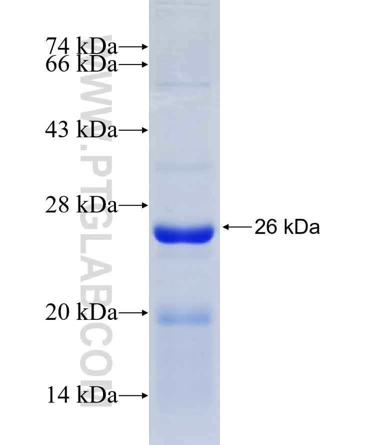SECTM1 fusion protein Ag14645 SDS-PAGE